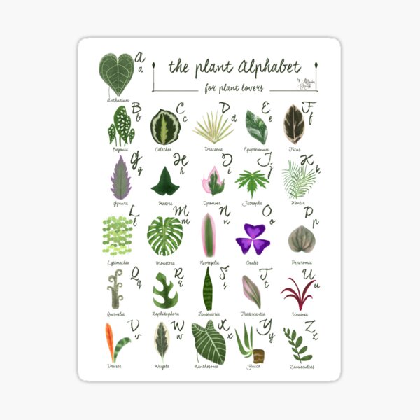 “The PLANT ALPHABET indoor house plants illustration” Sticker for Sale