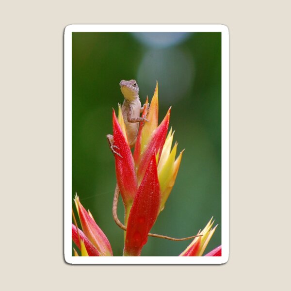 Lizard lookout 2 Magnet
