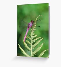 Purple dragonfly sunning Greeting Card