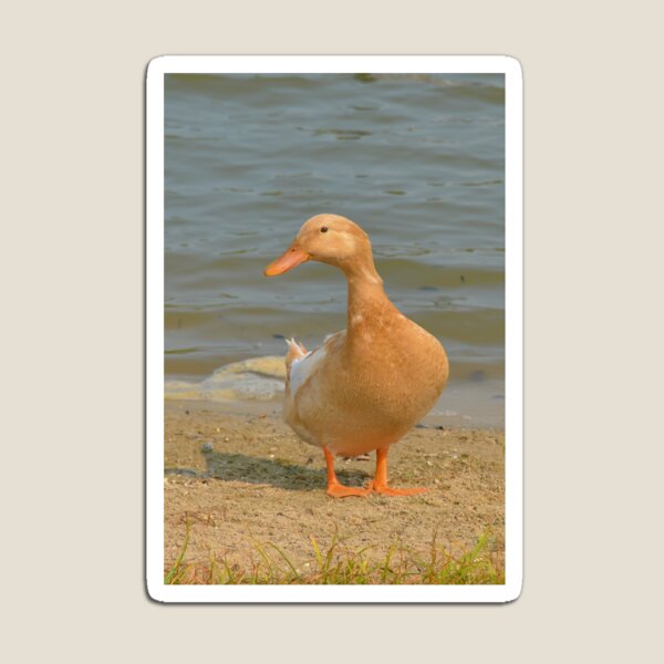 Got bread? Magnet