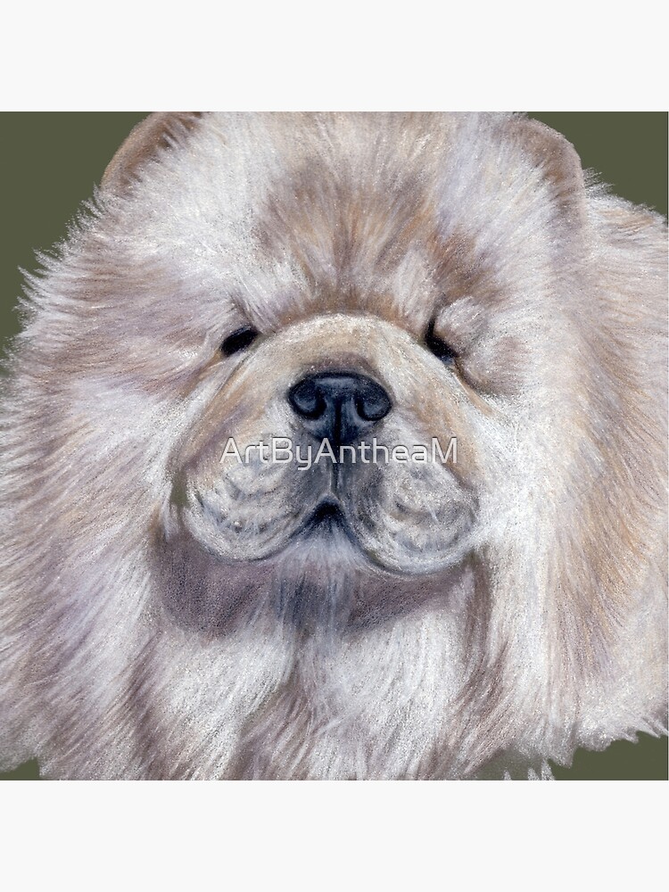 cream chow chow dog