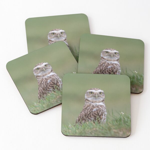Item preview, Burrowing Owl designed and sold by Steve Liptrot Photography.