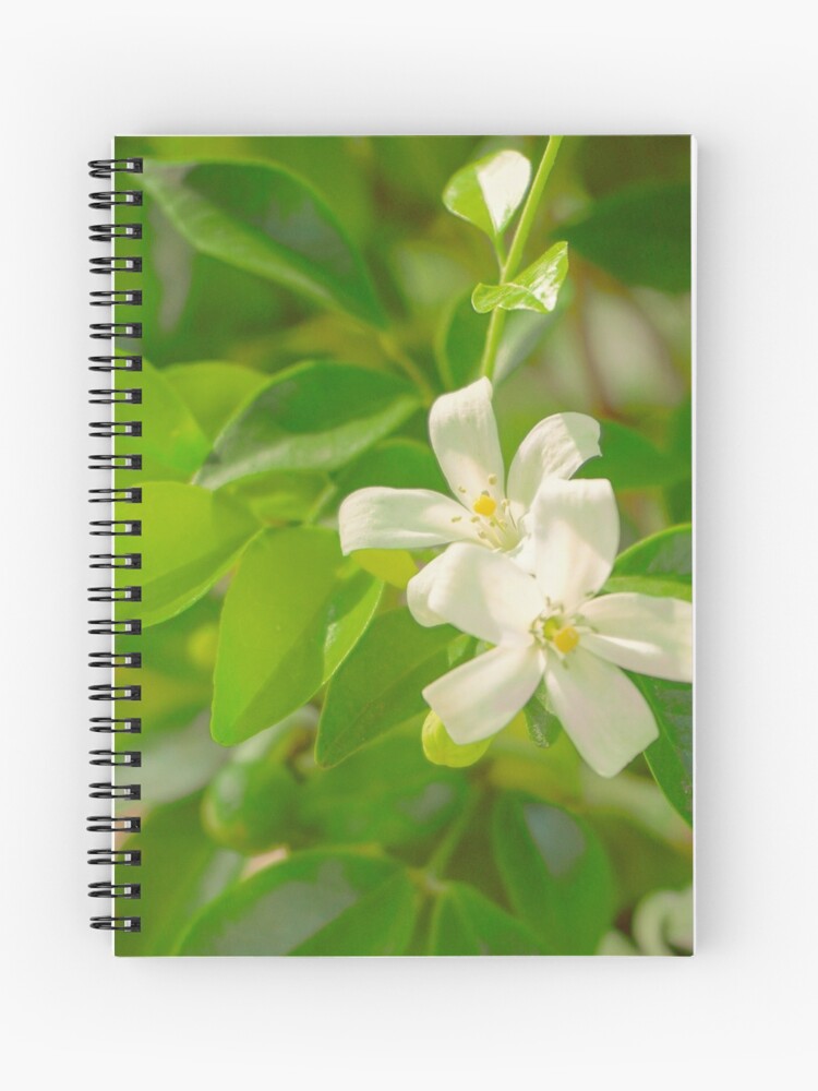Cuaderno de espiral «flores de jazmín en el jardín» de eveflorista |  Redbubble