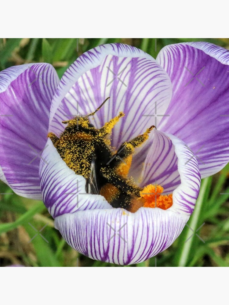 Bee 2 by Seashorepics