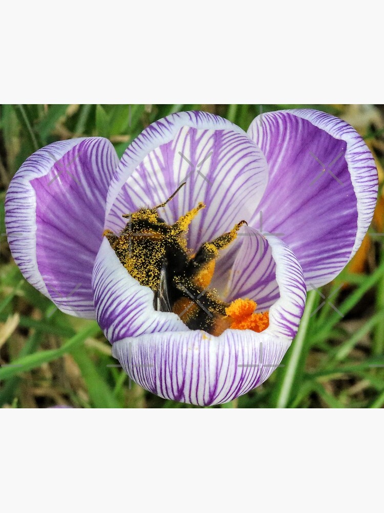 Bee 2 by Seashorepics