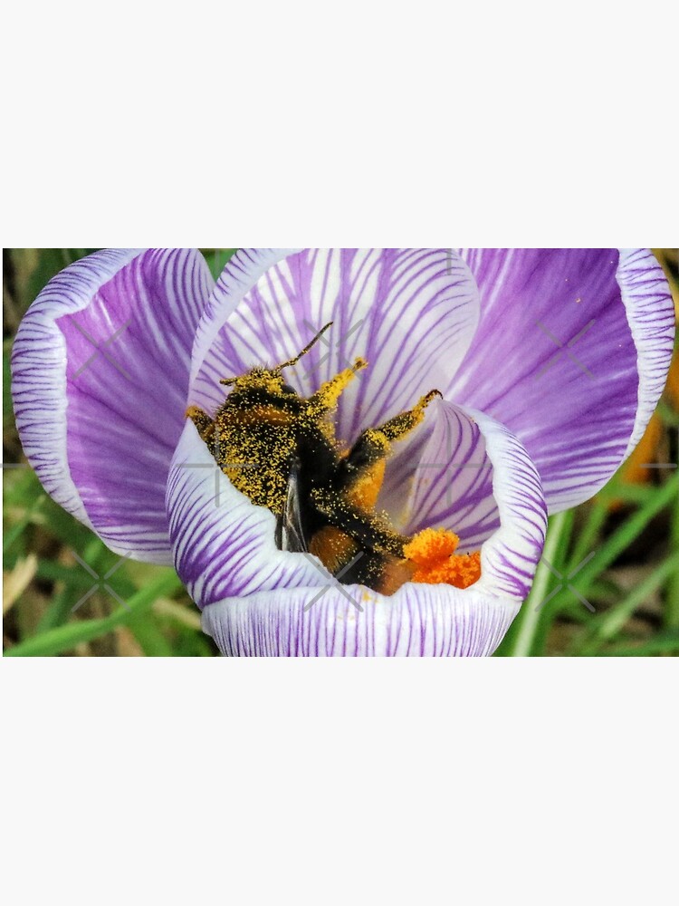 Bee 2 by Seashorepics