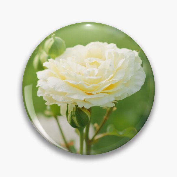Item preview, Beautiful white rose flower blooming on bush in the sunset garden, nature spring background with copy space designed and sold by dariazu.