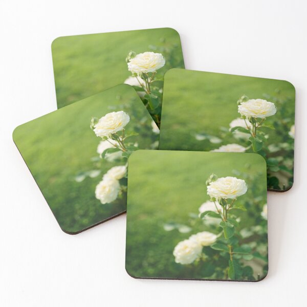 Item preview, Beautiful white rose flower blooming on bush in the sunset garden, nature spring background with copy space designed and sold by dariazu.