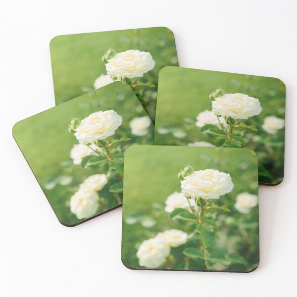Item preview, Beautiful white rose flower blooming on bush in the sunset garden, nature spring background with copy space designed and sold by dariazu.