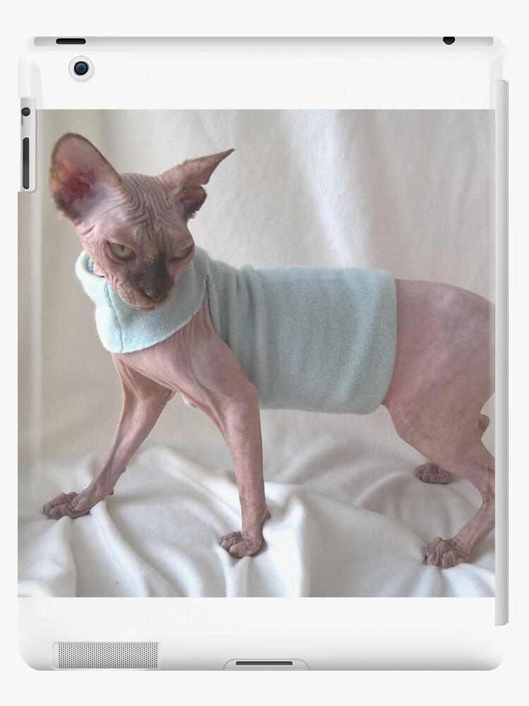 Designer Sphynx Clothes | Gucci Shirt, Dress for Sphynx, Luxury Shirt