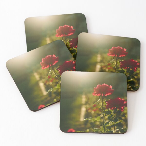 Item preview, Beautiful red rose flower close-up blooming on bush in the sunset garden, nature spring background designed and sold by dariazu.