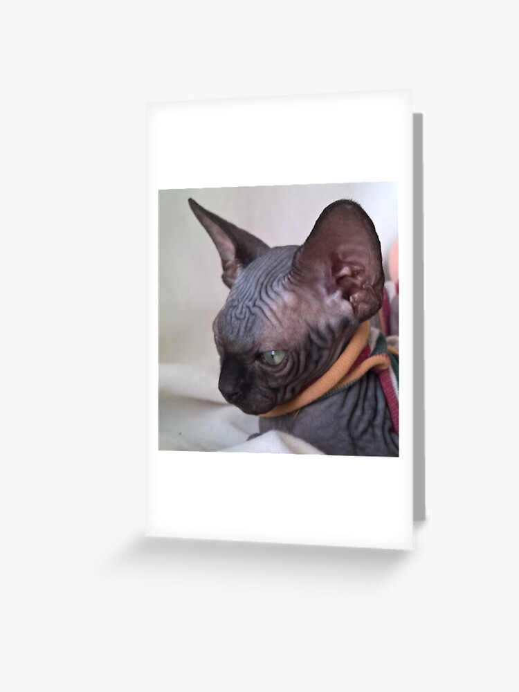 Carte De Vœux Bebe Noir Sphynx Chat Doux Reve Par Royalsphynxcat Redbubble