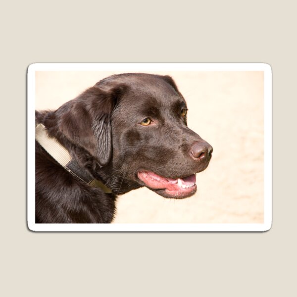 CHOCOLATE LABRADOR Magnet