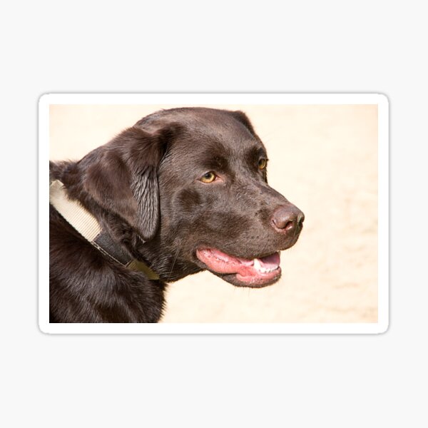 CHOCOLATE LABRADOR Sticker