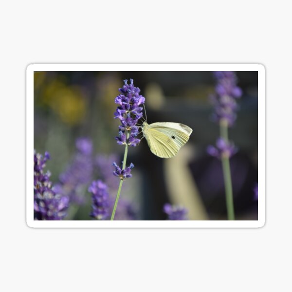 white butterfly Sticker