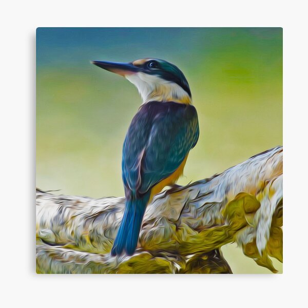 Sacred Kingfisher Canvas Print