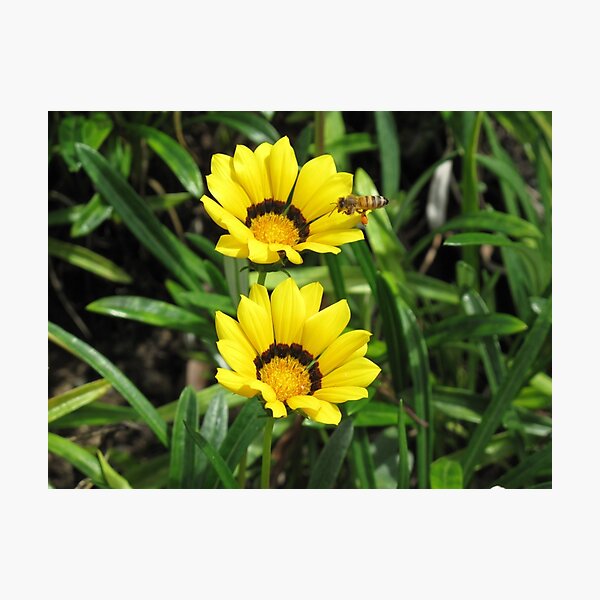 Sunflower and the Bee - Landscape Photographic Print