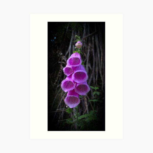 A purple Foxglove flower Art Print