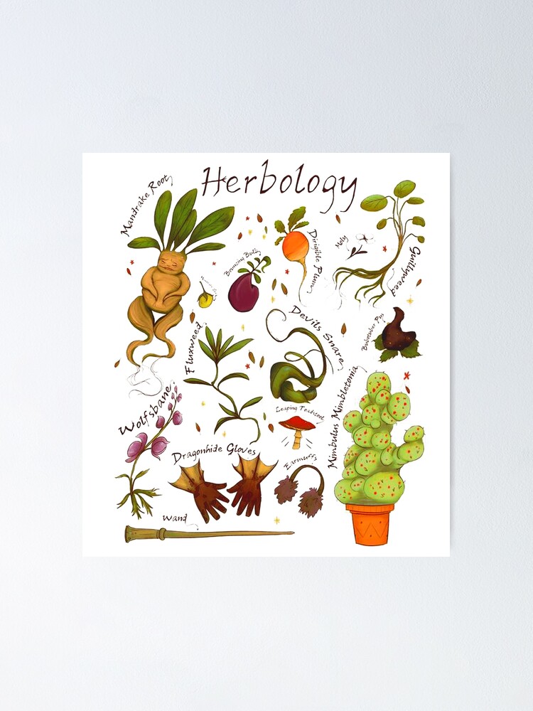 Poster The Mandrake - Herbology