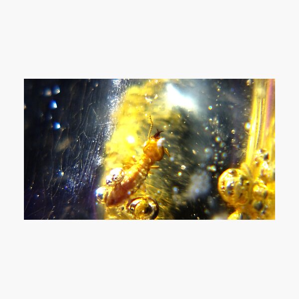 Amber 1 Photographic Print