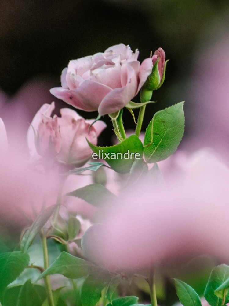 Thumbnail 5 of 5, iPhone Case, Smell the Roses designed and sold by elixandre.
