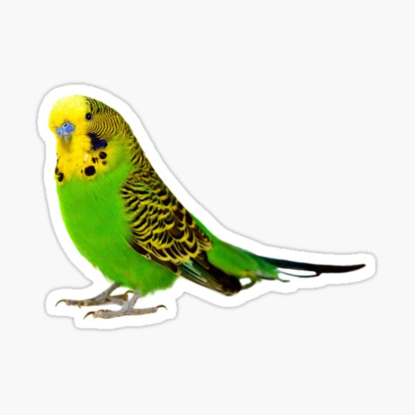 Gifts for hot sale budgie lovers