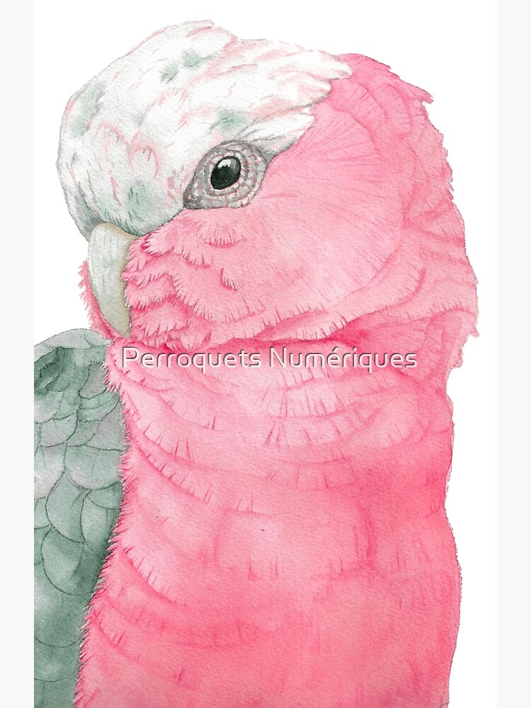 Watercolor portrait of a store pink cockatoo, galah cockatoo painting in watercolor, watercolor painting of a pink cockatoo on aqua board