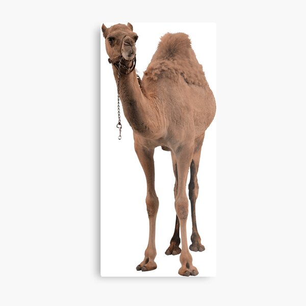 Item preview, Camel designed and sold by DoodleDashCollective.