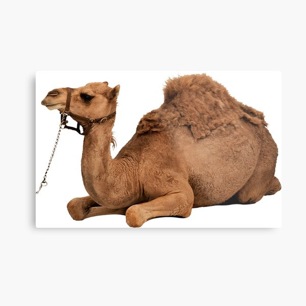 Item preview, Camel designed and sold by DoodleDashCollective.