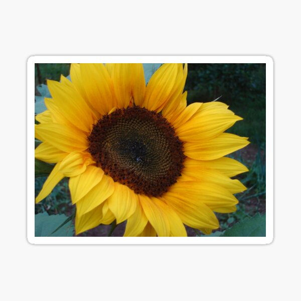 sunflower Sticker