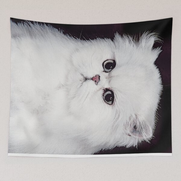 Item preview, r2747/ 8 " avec le Studio Portable Okaio et 3 (bal) flahs Okaio  - Les Chats du temps de l'Argentique - Cats from the time of the film "  (h) Olavia-Olao Okaio Créations designed and sold by o.okaïo.