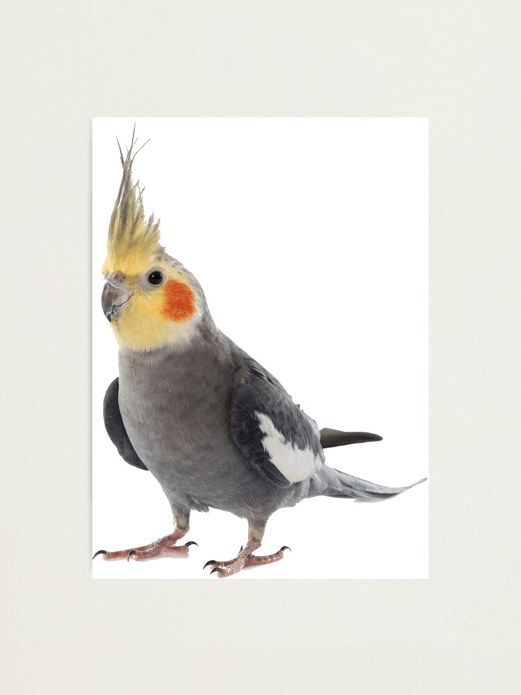 Cockatiel | Photographic Print