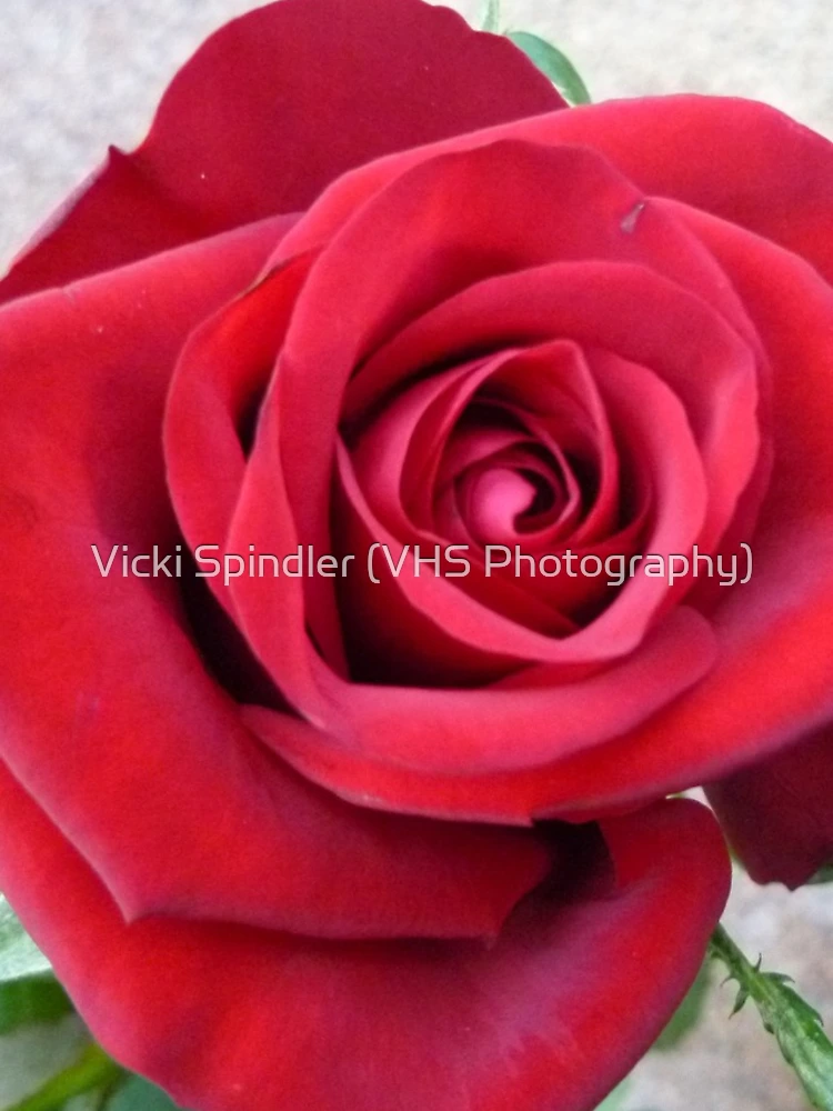 Thumbnail 4 of 4, iPhone Case, Three Red Roses designed and sold by Vicki Spindler (VHS Photography).