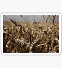 Corn Field Sticker