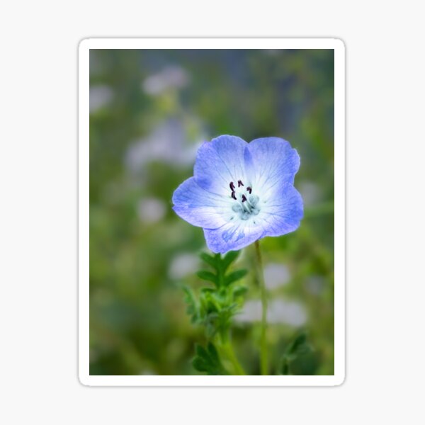 Item preview, Baby blue eyes (Nemophila menziesii) designed and sold by Art in Nature.