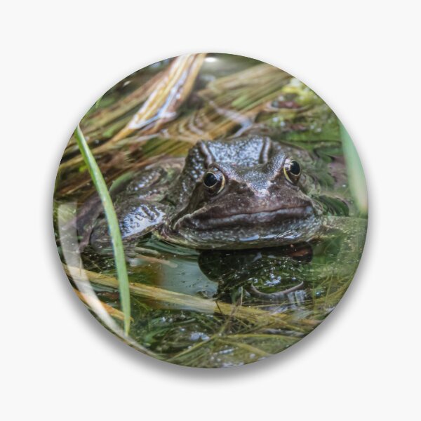 Item preview, Frog in a pond  designed and sold by Joanne Wall.