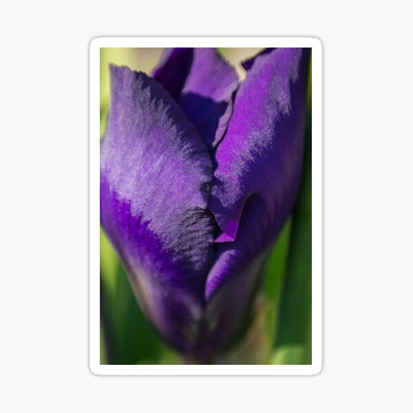 Iris Petals in the Sun Sticker