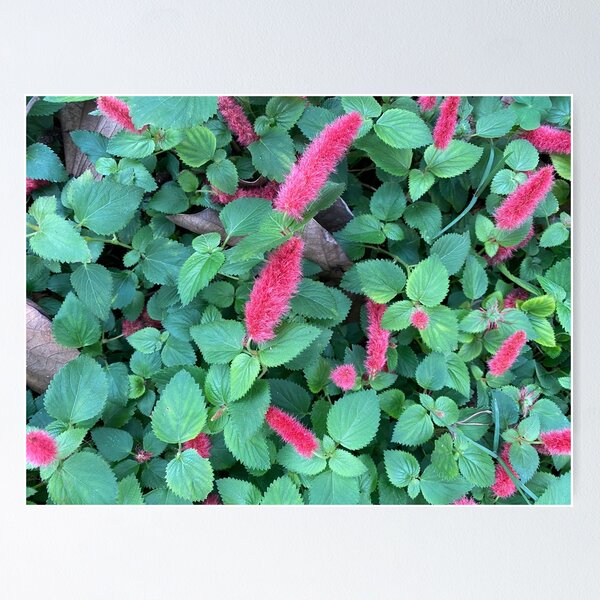 Aperçu de l'œuvre Fleurs chenille rouge sur feuilles vertes créée et vendue par Sinemathk.