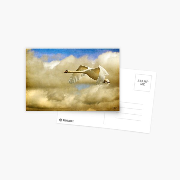 Swan Song Postcard