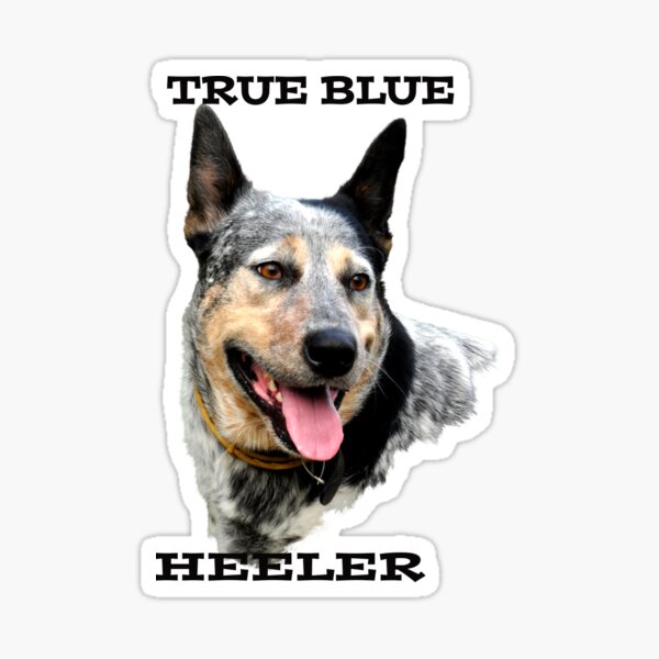 Item preview, TRUE BLUE HEELER, CATTLE DOG QUOTE designed and sold by Barbara Jean Photo Art And Design.
