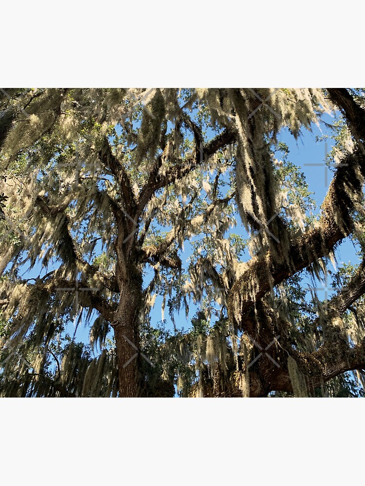 "Spanish Moss Tree on Hilton Head Island, South Carolina" Sticker for