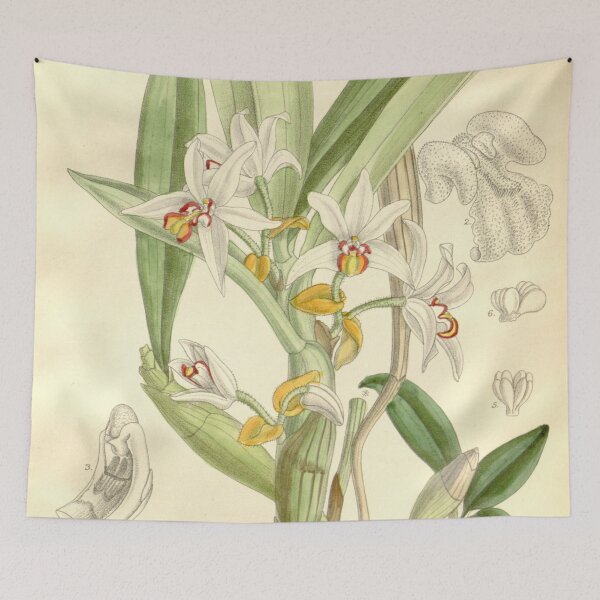 Item preview, Eria marginata Curtis' 118 (Ser. 3 no. 48) pl 7238 (1892) designed and sold by EsotericBotanic.
