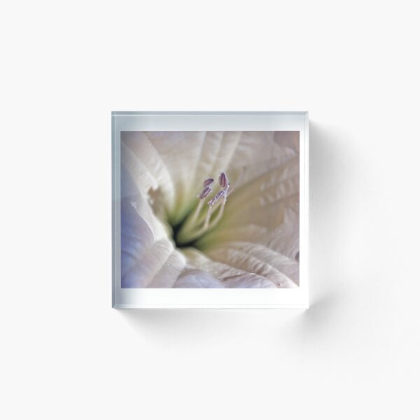 Item preview, Gloria de la mañana designed and sold by shellcreek.