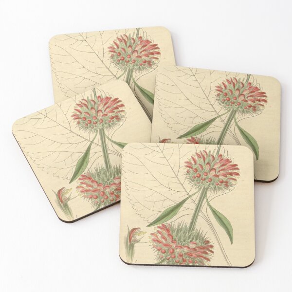Item preview, Curtis's botanical magazine (Plate 3700) (8386426215) designed and sold by EsotericBotanic.