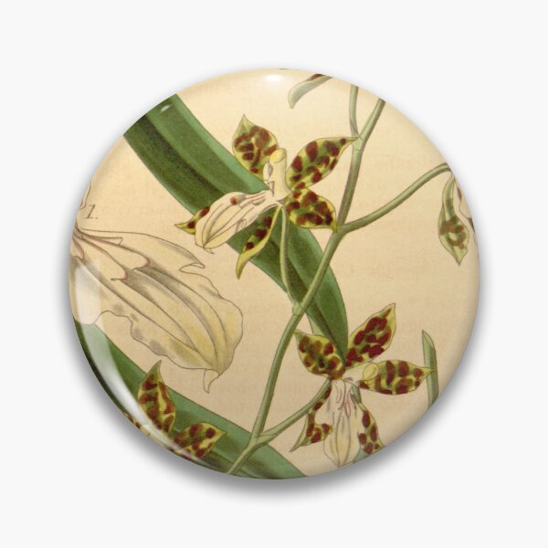 Item preview, Oncidium maculatum (as Cyrtochilum maculatum var. ecornutum) Curtis' 67 (N.S. 14) pl. 3836 (1841) designed and sold by EsotericBotanic.