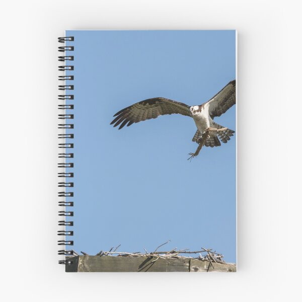 Item preview, Osprey 2016-8 designed and sold by Thomasyoung.