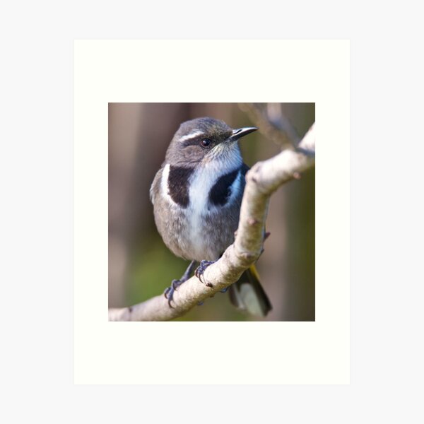 Item preview, HONEYEATER ~ Crescent Honeyeater UVDNLjft by David Irwin designed and sold by tasmanianartist.