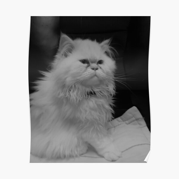 Mini Cat Posters Redbubble - kittycatfluff7 profile roblox
