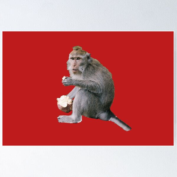 Item preview, Monkey photography / Chimp lover /  Gorilla  designed and sold by lukas754.
