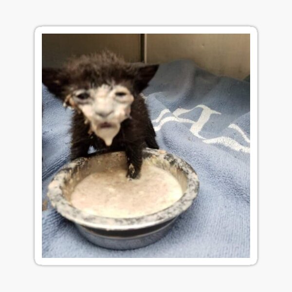 "Kitten with Milk On Its Face" Sticker for Sale by Francbrandon Redbubble